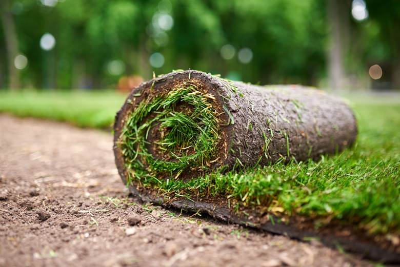Turf of partially unrolled grass on bare soil, adjacent to laid grass, with trees in distance