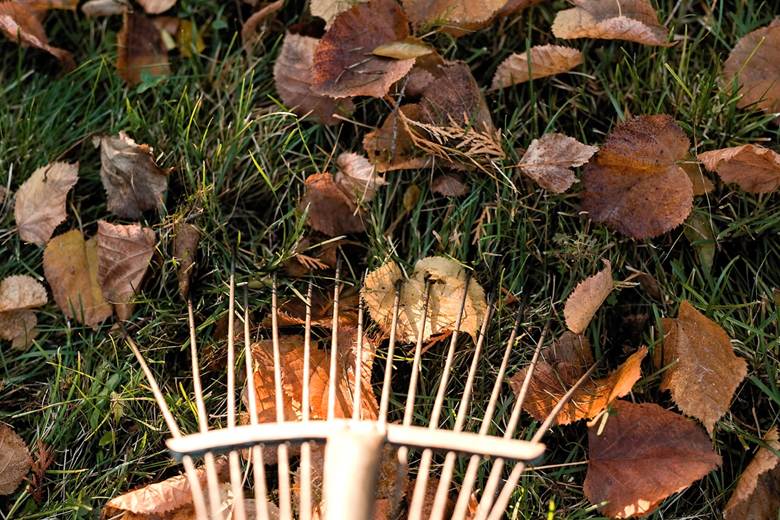 Autumn leaves with rake