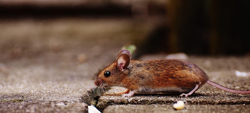 Best Treatment Options for Mice and Rats
