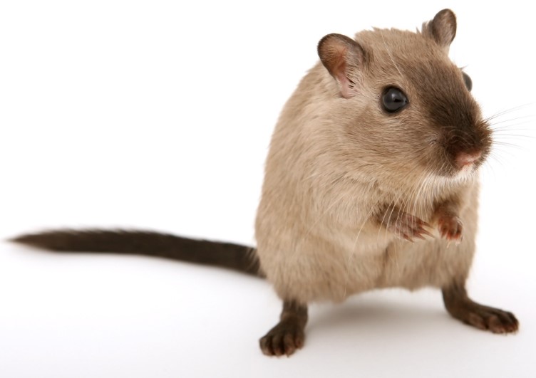 How to Prevent Various Pests from Doing Damage: A Full Guide