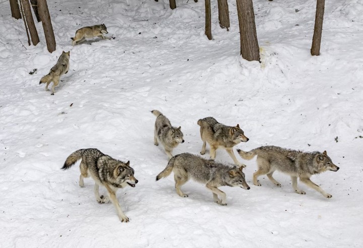 Keep Your Property Safe - How To Deal With Wild Animals At Your Rental Property