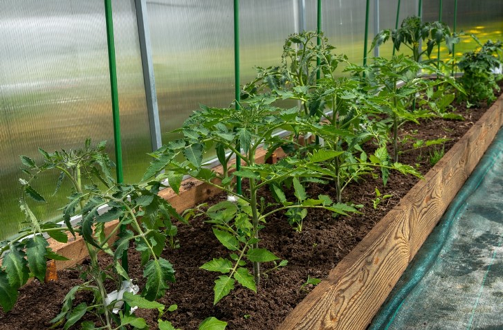 How to Build a Greenhouse on Your Property?