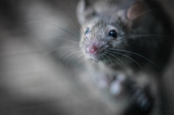 How to Identify and Prevent Common Pest Infestations