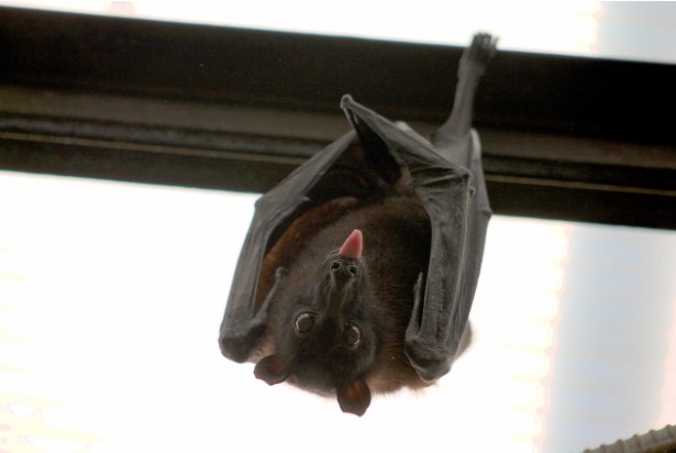 Bat Infestations in Los Angeles Homes: What Property Managers Should Know