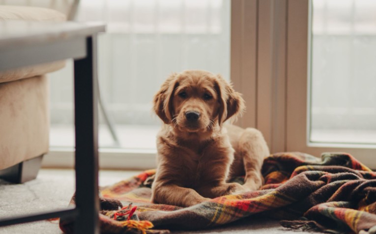 Golden Retrievers as Family Pets: Are They Right for Apartment or Rental Living